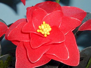 La flor de Pascua, stella di Natale