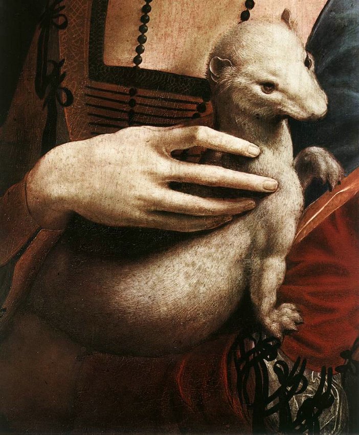 4ermine1.jpg