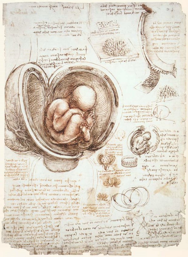 9embryo.jpg