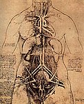 8torso1.jpg