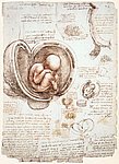 9embryo.jpg