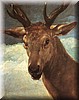 Cabeza de venado, Madrid, Museo del Prado